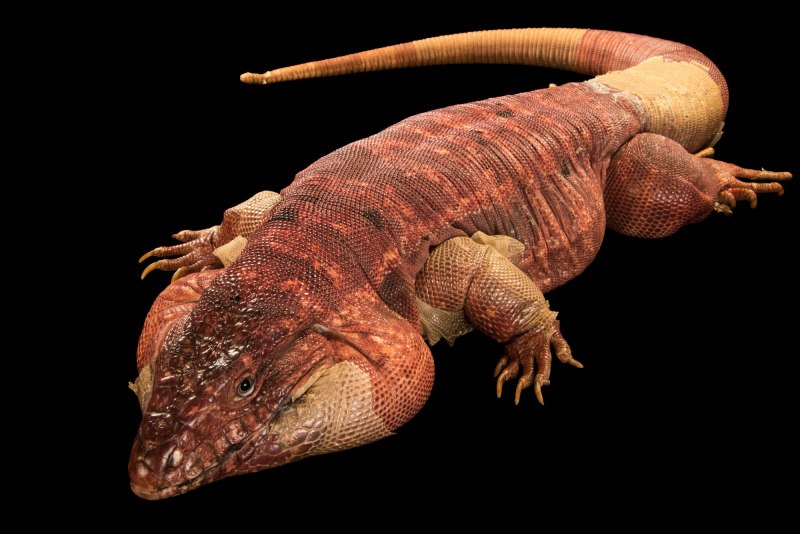 Tegu Lizard