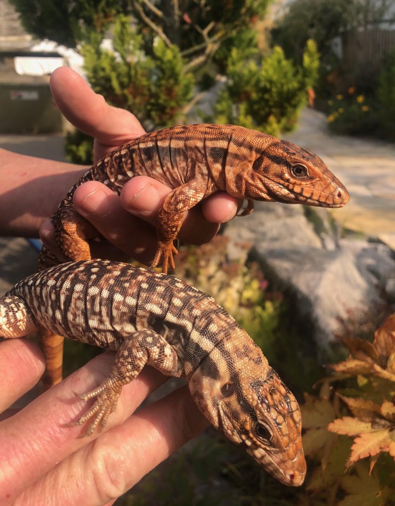 Tupinambis rufescens