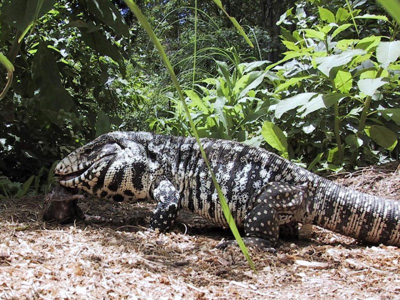 Tupinambis merianae