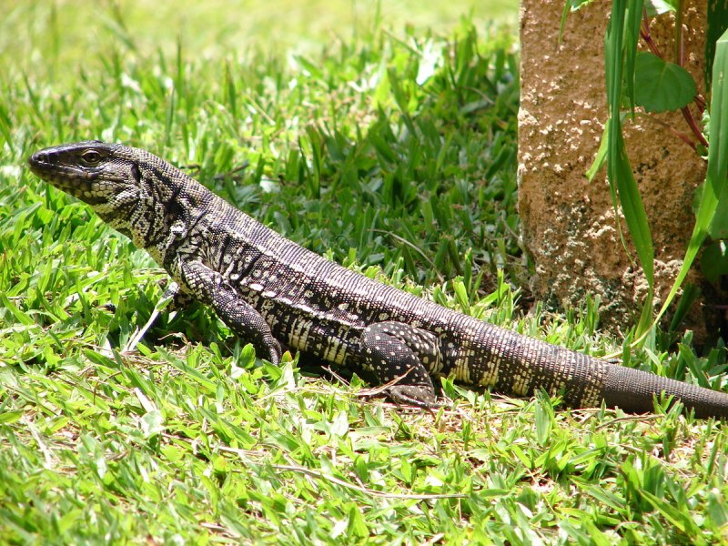 Tegu ящерица