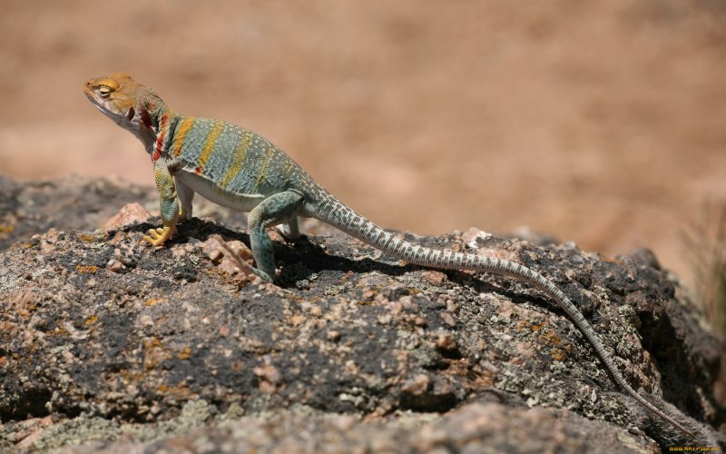 Crotaphytus collaris