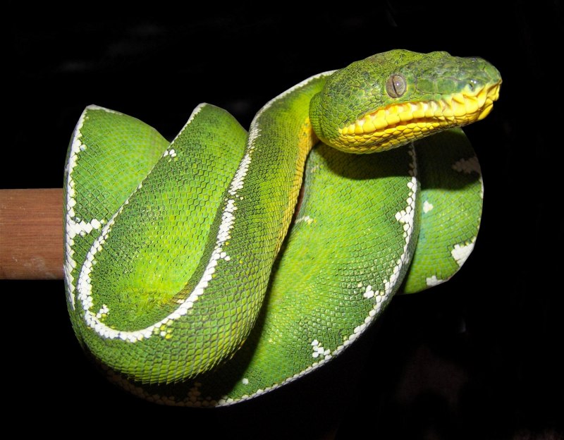 Candoia paulsoni