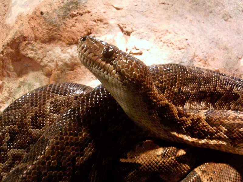 Chilabothrus angulifer