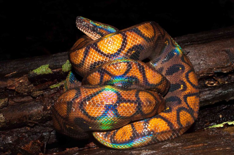 Python bivittatus