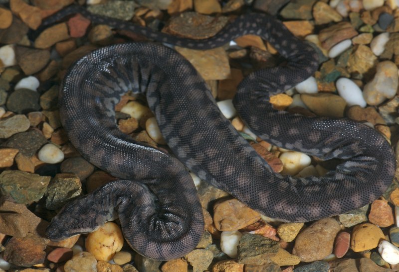 Chilabothrus angulifer