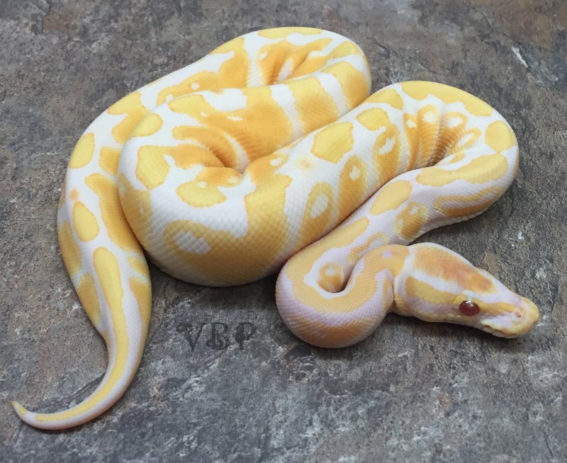 Corallus hortulanus