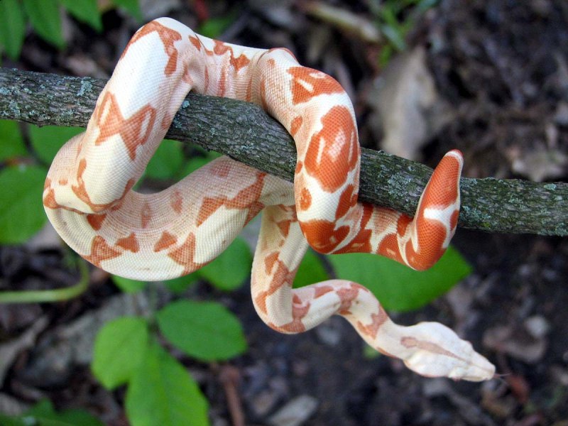 Королевский питон Каа