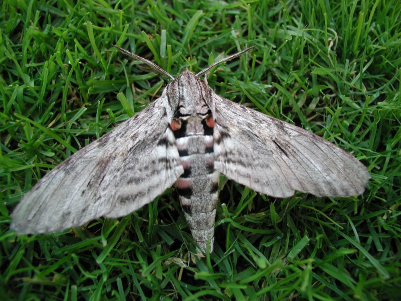 Бабочка Creatonotos Gangis.