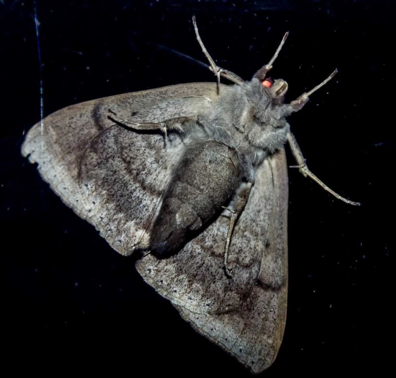Endoxyla cinereus