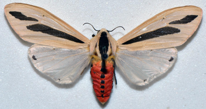 Creatonotos Gangis
