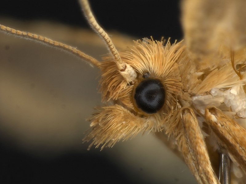 Арктиновая моль Creatonotos Gangis