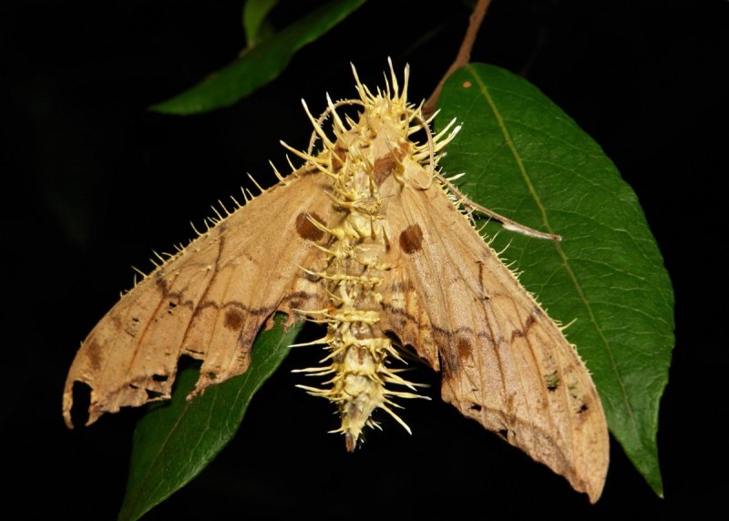 Бабочка Antheraea Polyphemus