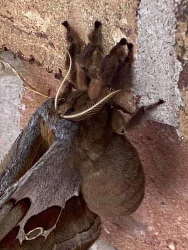 Agrotis infusa мотылек