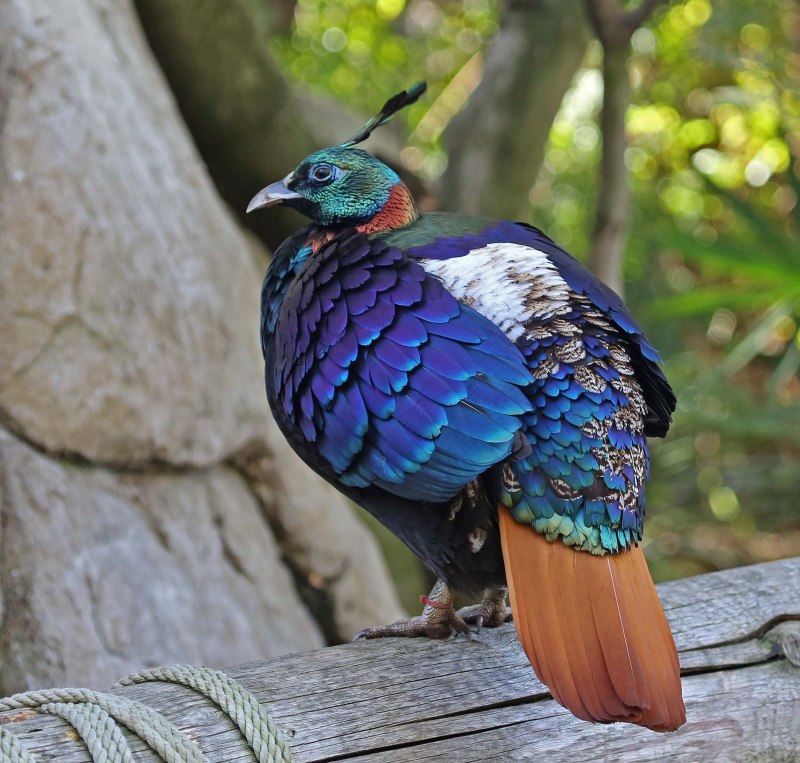 Гималайский монал Lophophorus impejanus