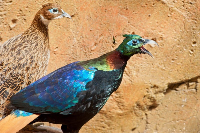 Гималайский монал Lophophorus impejanus