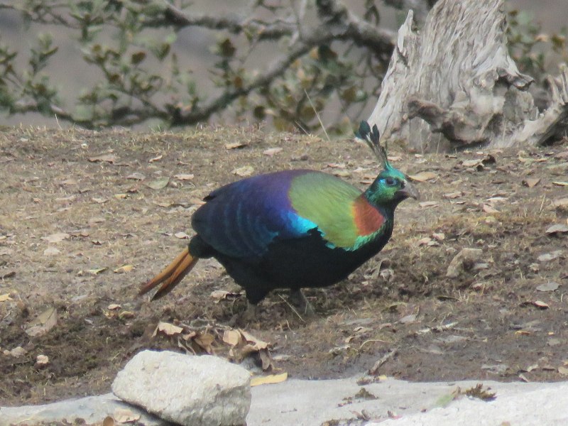 Гималайский монал Lophophorus impejanus