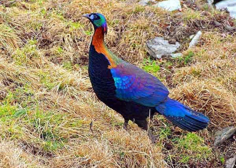 Гималайский монал Lophophorus impejanus