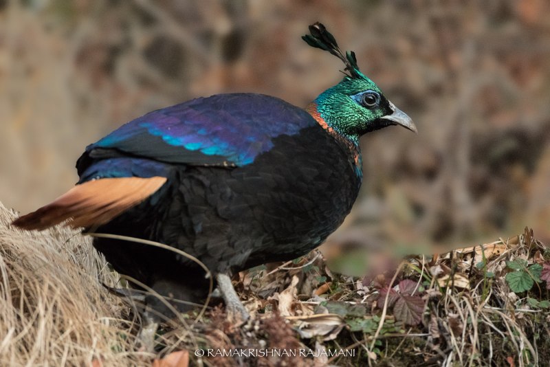 Himalayan Monal