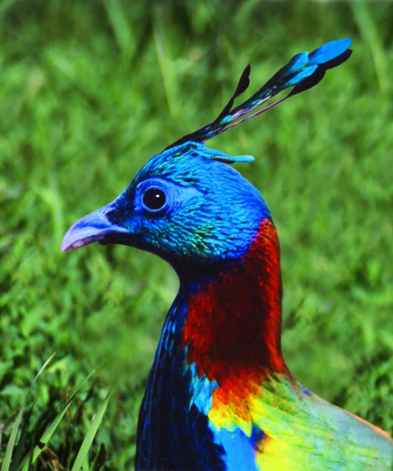 Гималайский монал Lophophorus impejanus