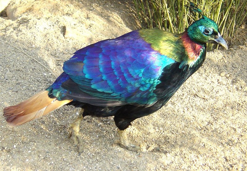 Lophophorus impejanus