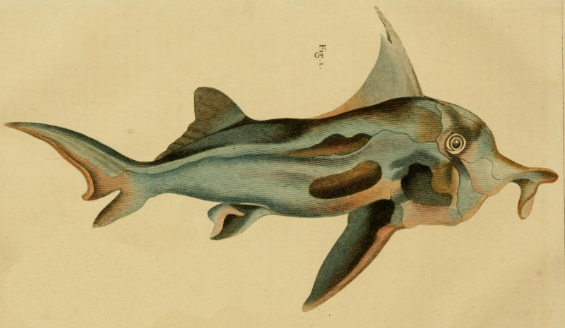 Акула призрак 2013 Ghost Shark