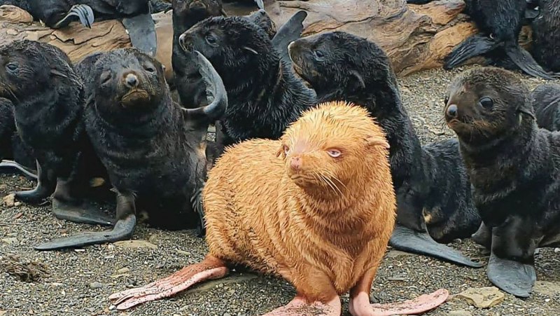 Рыжий морской котик