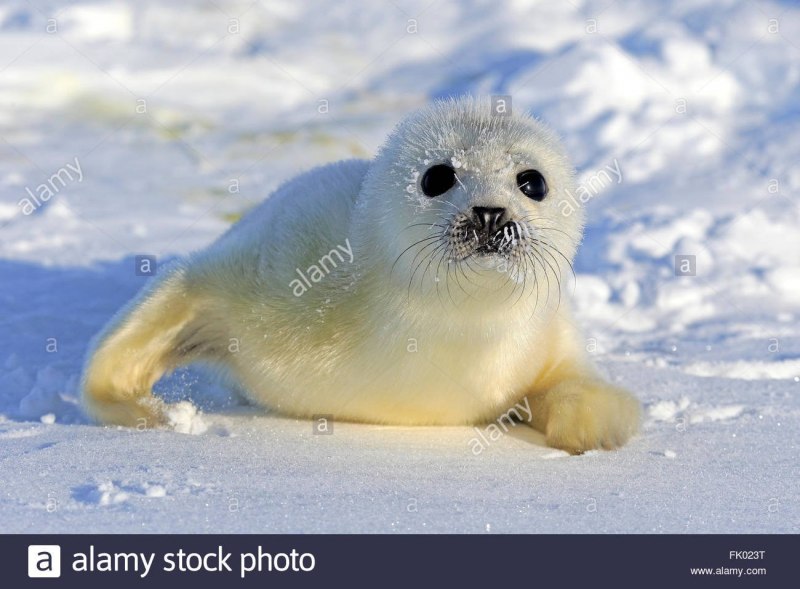 Phoca groenlandica