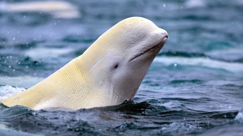 Белуха Дельфин косатка