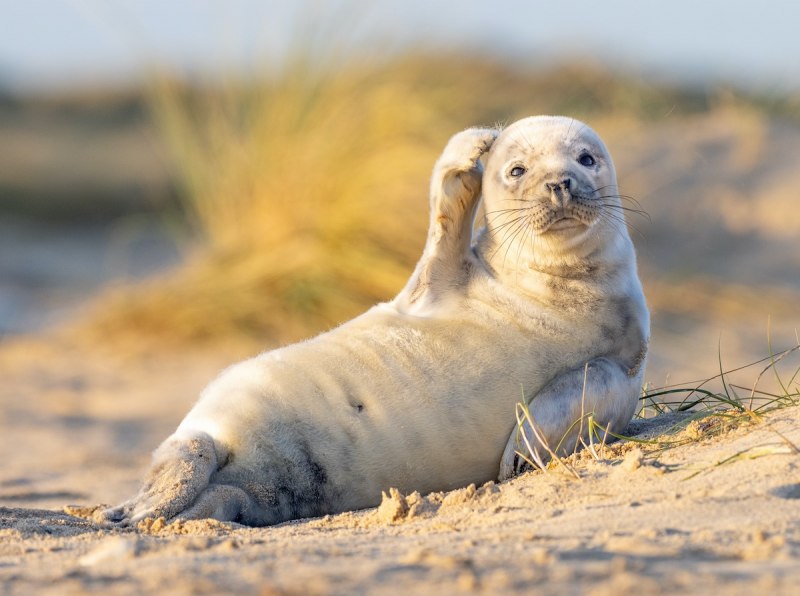Comedy Wildlife photo Awards 2020