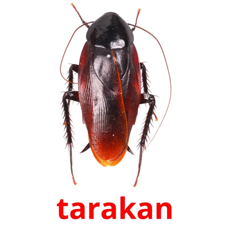 Кукарача Жук