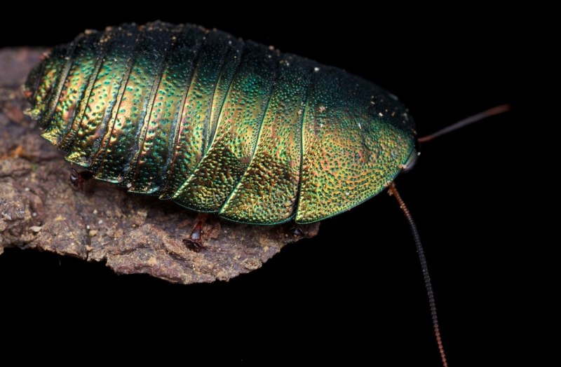 Таракан Corydidarum magnifica
