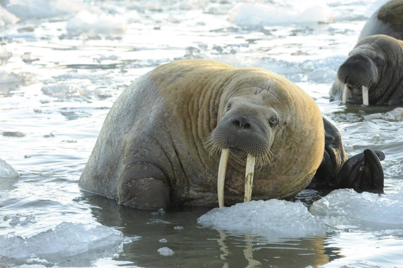 Атлантический подвид моржа.