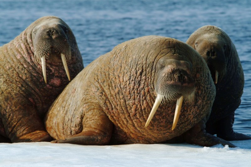 Атлантический подвид моржа.