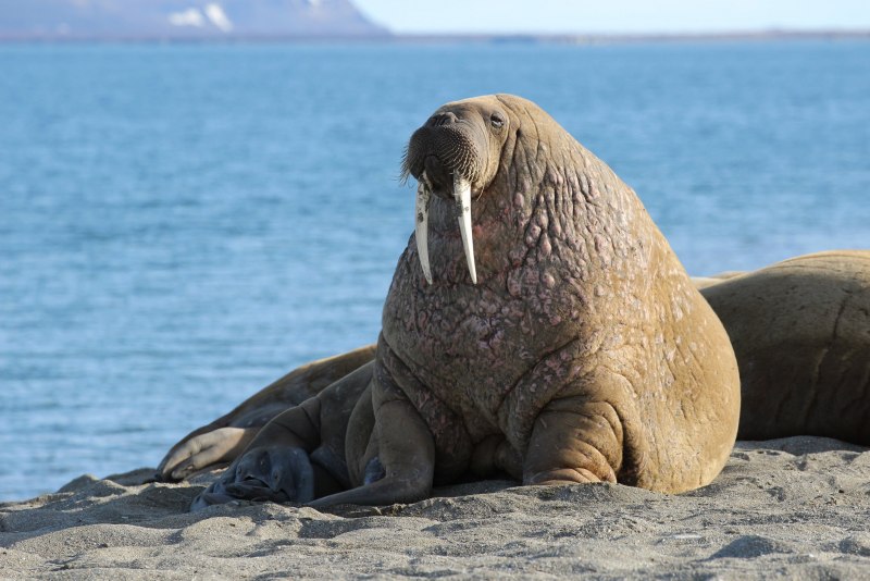 Морж (Odobenus rosmarus)