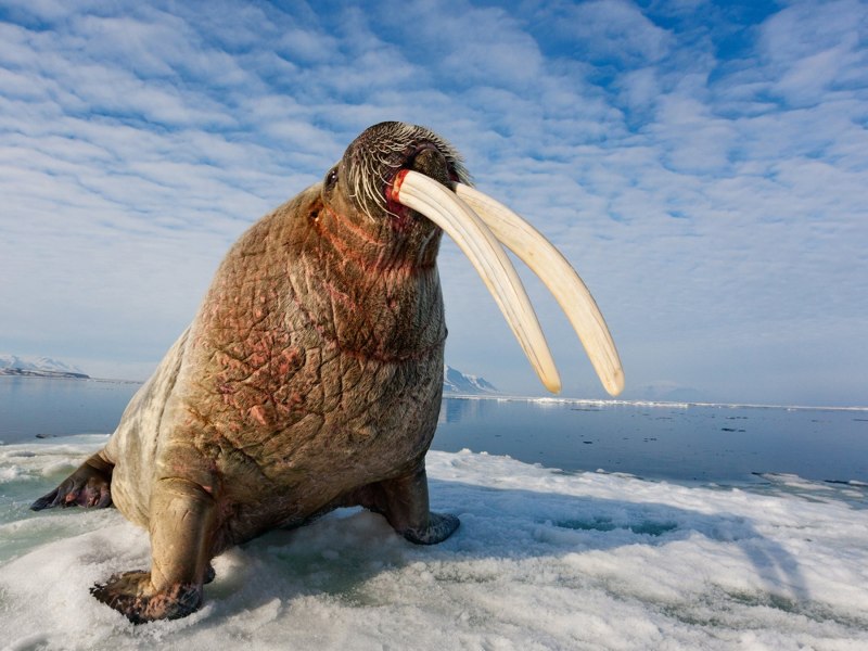 Атлантический морж