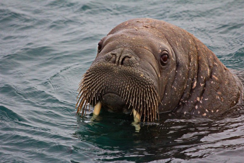 Лаптевский морж