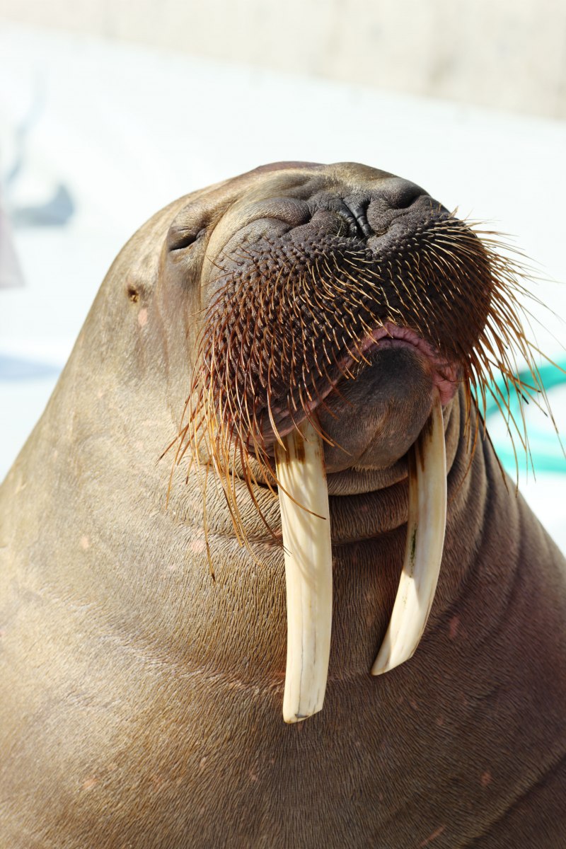 Odobenus rosmarus
