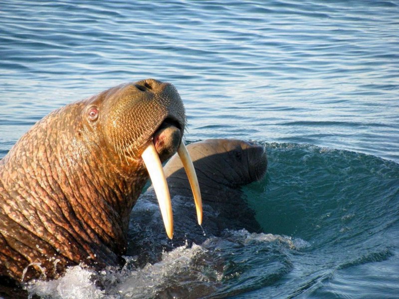 Атлантический подвид моржа.