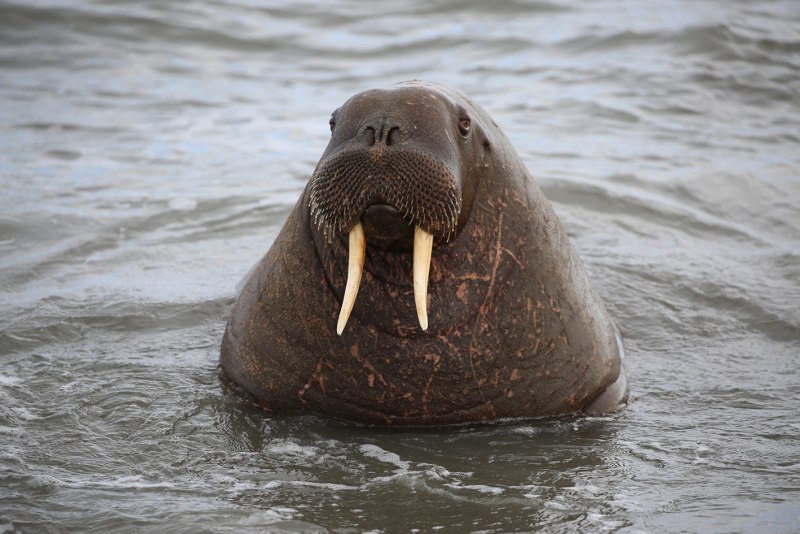 Лаптевский морж