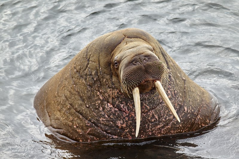 Атлантический подвид моржа.