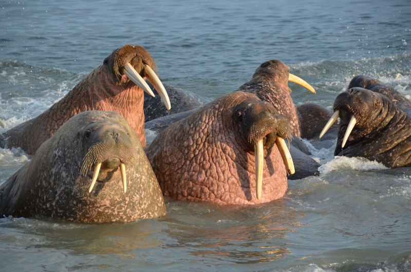 Атлантический морж