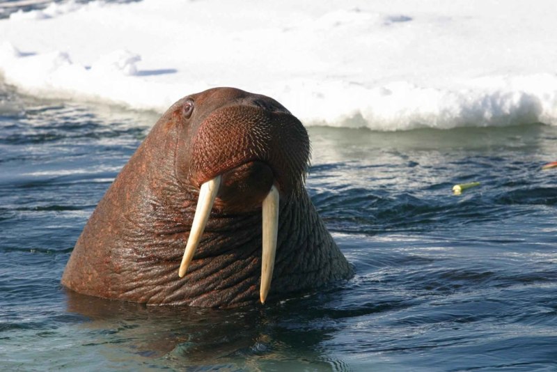 Морж (Odobenus rosmarus)