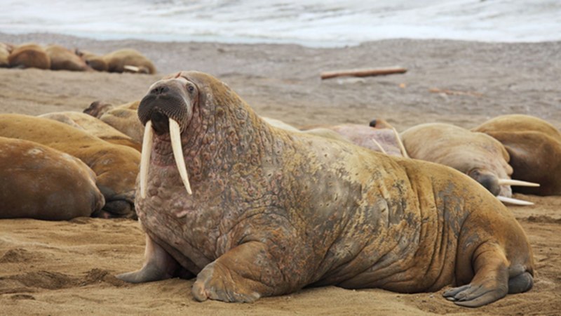 Тихоокеанский морж (Odobenus rosmarus divergens)