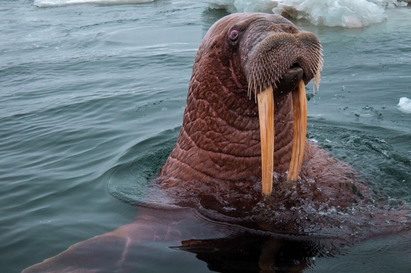 Гренландский морж