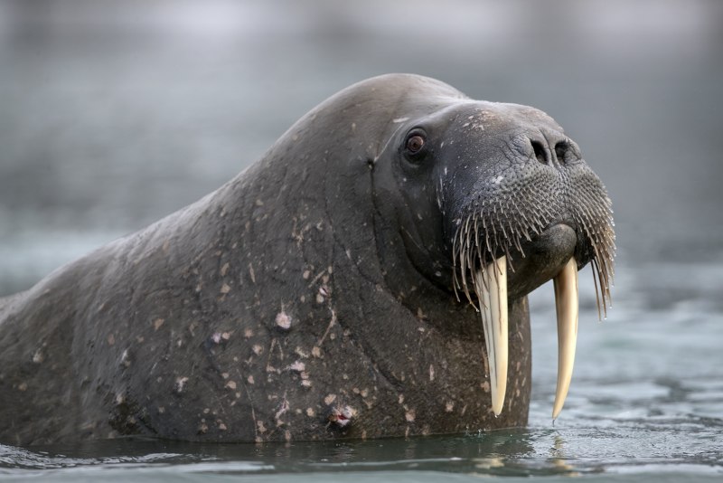 Лаптевский морж