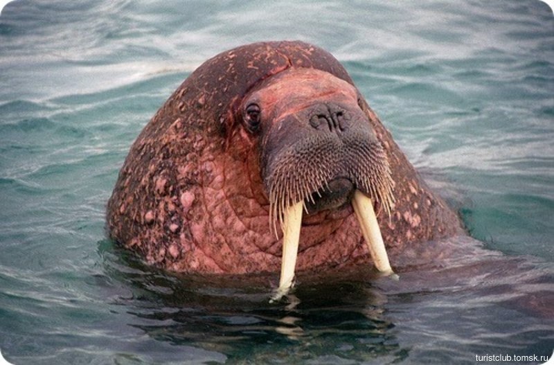 Морские обитатели морж