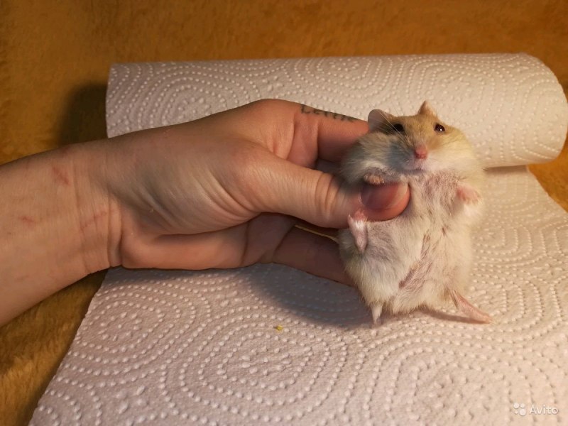 Хомяк джунгарский отряд
