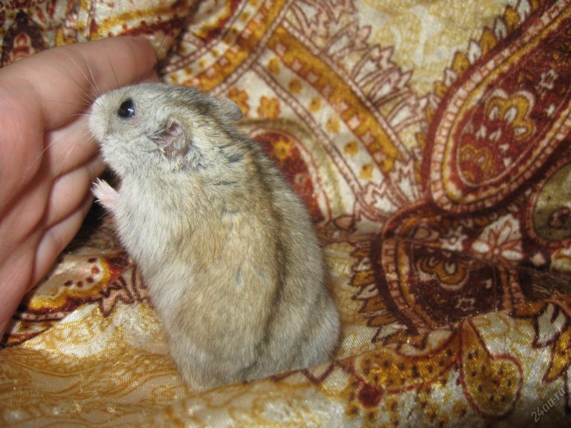 Джунгарский хомячок мандарин