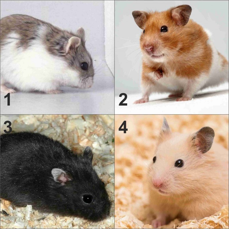 Хомячки джунгарики