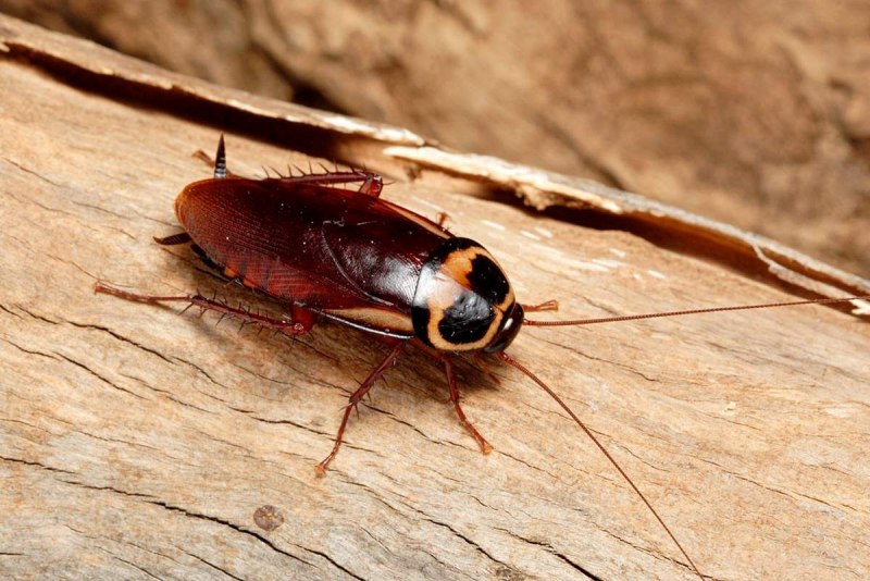 Таракан насекомое (65 фото)
